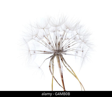 Ampio round tarassaco-simili seedhead mature di salsefrica impianto isolato su bianco Foto Stock