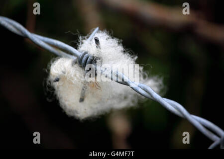 La lana di ovini catturati sul filo spinato, Portmellon, Cornwall. Foto Stock