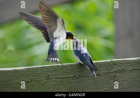 Barn Swallow, Hirundo rustica, singolo adulto alimentazione dei giovani sulla recinzione. Presa di giugno. Minsmere, Suffolk, Regno Unito. Foto Stock