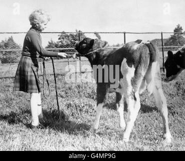 La principessa Anne gioca con un vitello nella tenuta del castello Balmoral, Scozia. Foto Stock