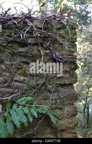 Hydrangea anomala subsp. petiolaris, climbing hydrangea in inverno, mentre dormienti, su una parete di ombrosi, con una felce Foto Stock