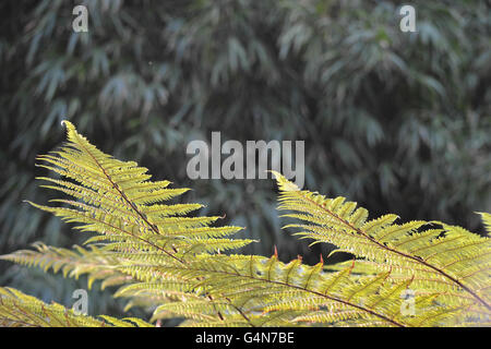 Golden foglie di felce contrasta splendidamente in forma e colore con il fogliame di bambù in background Foto Stock