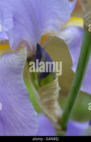 Bud e petali di iris barbuto in primavera Foto Stock