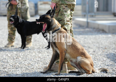 Privato Richard Shipton 24 da Horsham, Sussex guarda mentre Dama il cecchino belga Malinois presso le canne sul Bastione Camp in Afghanistan. I canili del Camp Bastion sono dotati di un veterinario chirurgia completa di sala operatoria, nonché di una piscina per il raffreddamento e la pulizia dei cani. Foto Stock