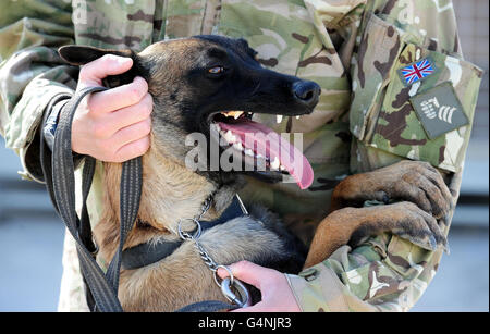 Privato Richard Shipton 24 da Horsham, Sussex guarda mentre Dama il cecchino belga Malinois presso le canne sul Bastione Camp in Afghanistan. I canili del Camp Bastion sono dotati di un veterinario chirurgia completa di sala operatoria, nonché di una piscina per il raffreddamento e la pulizia dei cani. Foto Stock