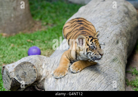 Tre mesi tigre di Sumatra cub giocando in erba in Zoo Australia Foto Stock