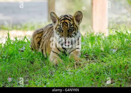 Tre mesi tigre di Sumatra cub giocando in erba in Zoo Australia Foto Stock