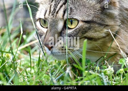 Un bel gatto maschio in modalità di caccia Foto Stock