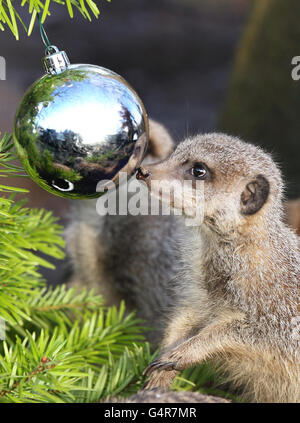 Il personale del Blair Drummond Safari Park vicino a Stirling entra nello spirito festoso dando la loro folla di meerkats mealworms all'interno di baubles di Natale e calze nel loro recinto. Foto Stock