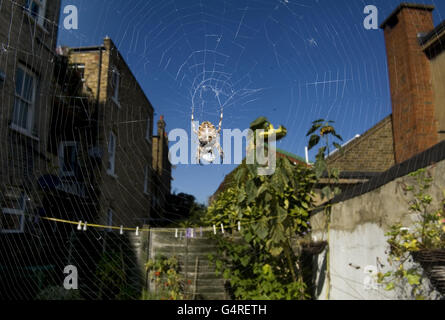 Spider Stock. Un ragno intrappola una vespa nella sua rete Foto Stock