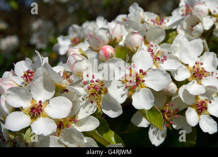 Pera blossom, Herrenberg, Baden-Württemberg, Germania Foto Stock