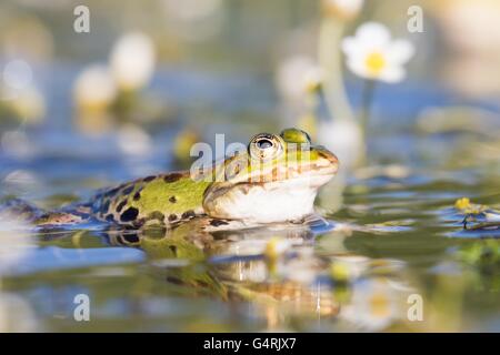 Rana verde (Pelophylax esculentus) in acqua, acqua bianco-stella (Ranunculus aquatilis), Hesse, Germania Foto Stock