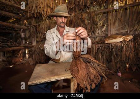 Coltivatore di tabacco in un granaio del tabacco la preparazione di tabacco per un sigaro, nei pressi di Vinales, Vinales Valley, Pinar del Rio Provincia, Cuba Foto Stock