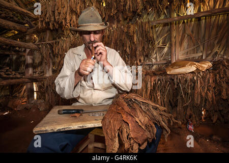 Coltivatore di tabacco in un granaio del tabacco di fumare un sigaro appena fatto, nei pressi di Vinales, Vinales Valley, Pinar del Rio Provincia, Cuba Foto Stock