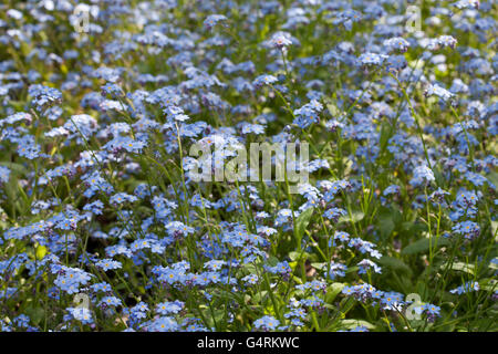 Dimenticare di bosco-me-non (Myosotis sylvatica), Giardino Botanico, Duesseldorf, nella Renania settentrionale-Vestfalia Foto Stock
