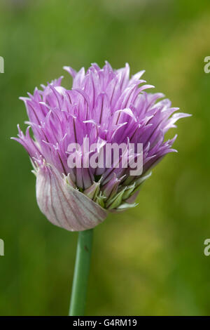 Erba cipollina (Allium schoenoprasum), in fiore, Maximilianpark, Maxipark, Hamm, la zona della Ruhr, Renania settentrionale-Vestfalia Foto Stock