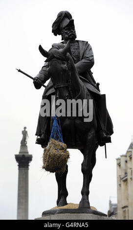 Un sacchetto di fieno e segatura è visto attaccato ad una statua del Maresciallo di campo, sua altezza reale George, duca di Cambridge, comandante in capo dell'esercito britannico 1856-1895 a Whitehall, Londra. Foto Stock