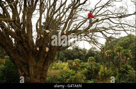 L'arborista Anthony Willmington inizia il processo di abbattere un gigantesco albero di noce caucasico presso i giardini subtropicali Abbotsbury vicino a Weymouth. Foto Stock