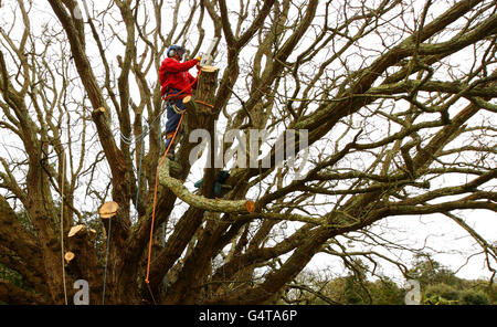 Dado ad alette caucasica tree Foto Stock