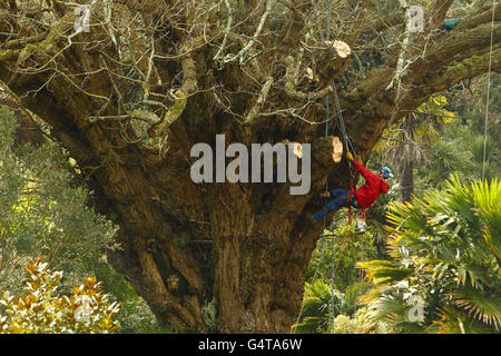 Dado ad alette caucasica tree Foto Stock