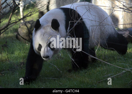 Tian Tian il panda gigante nella sua recinzione di panda allo Zoo di Edimburgo che è stato oggi visitato dal suo omonimo, Tian Tian Brunton di sette anni da Peebles. Foto Stock
