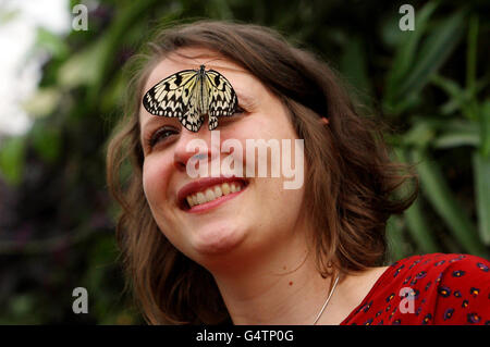 Samantha Bevington, dipendente di RHS Garden Wisley, si pone con una farfalla Tree Nymph nel loro Glasshouse presso i giardini di Woking, Surrey. Foto Stock