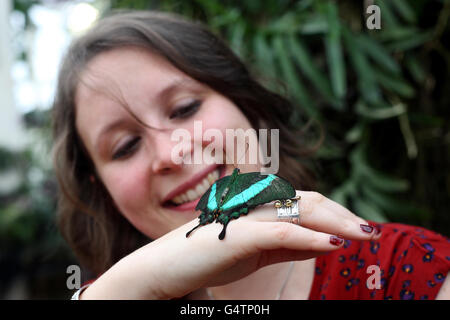 Farfalle al giardino RHS Wisley Foto Stock