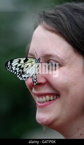 Samantha Bevington, dipendente di RHS Garden Wisley, si pone con una farfalla Tree Nymph nel loro Glasshouse presso i giardini di Woking, Surrey. Foto Stock