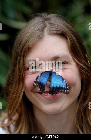 Cara Smith, dipendente di RHS Garden Wisley, si pone con una farfalla di Morpho blu nel loro Glasshouse presso i giardini di Woking, Surrey. Foto Stock