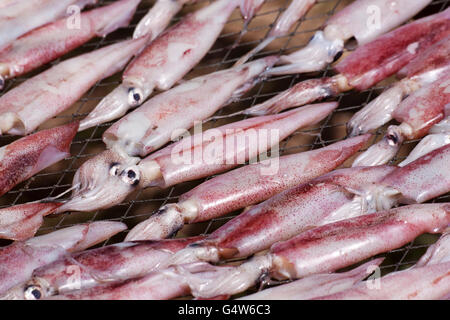 Calamaro asciugato con sun. Calamari di asciugatura nel villaggio di pescatori in Thailandia. Foto Stock