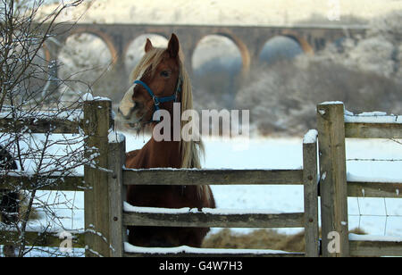 I cavalli si nutrono nella neve in un campo di Merthyr Tydfil. Foto Stock