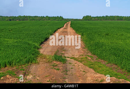 Luce solare strada attraverso il campo. Strada di sabbia circondata dal verde di germogli di grano. Foto Stock