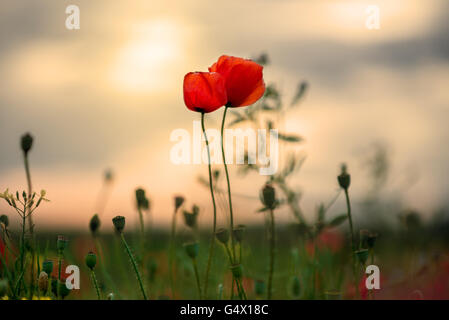 Campo di erba con fiori viola e papavero rosso contro il sole Foto Stock