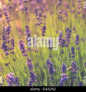 Fioritura in estate sfondo lavanda, il fuoco selettivo, tonica. Instagram filtro, formato quadrato Foto Stock