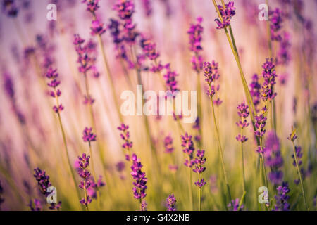 Incredibile tramonto su una lavanda viola di campo dei fiori in Ungheria. Filtro Instagram Foto Stock