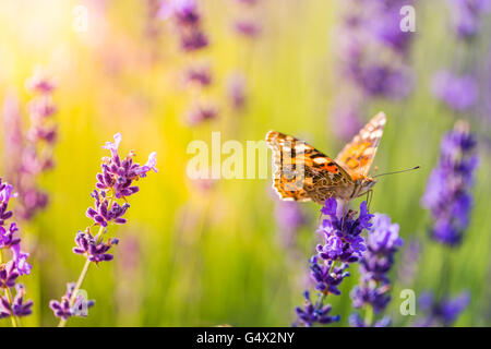 Ispiratore gli sfondi naturali Foto Stock