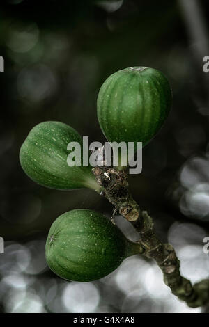 Tre fichi verdi sul ramo di un albero di fico con sfondo non focalizzato. Foto Stock