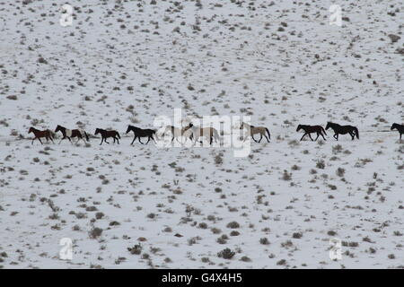 Cavalli selvaggi nella neve in Swasey mandria Area di gestione Febbraio 27, 2012 vicino a Delta, Utah. Foto Stock