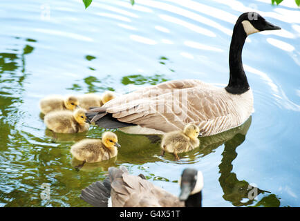 Una madre di oca e goslings lungo la riva del lago nita. Whistler BC, Canada Foto Stock