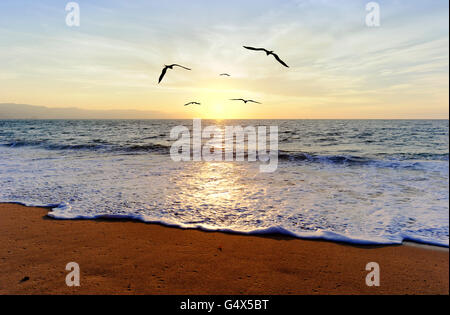 Oceano uccelli al tramonto si stagliano cinque uccelli che vola verso la luce del sole al tramonto. Foto Stock