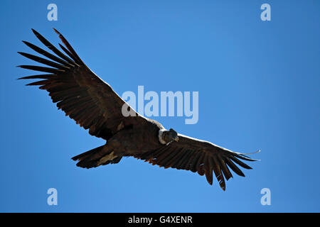 Condor andino (Vultur gryphus) volando sul Canyon del Colca, dalla Croce del Condor si affacciano, Arequipa, Perù Foto Stock