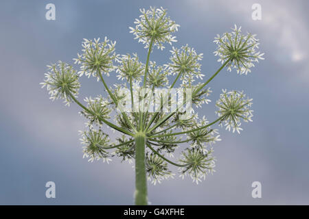 Terra per anziani Foto Stock