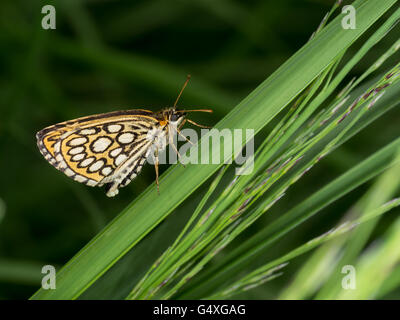 Heteropterus morpheus. Grande skipper a scacchi butterfly, femmina con uova. Foto Stock