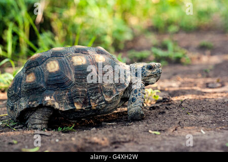 Texas tartaruga (Gopherus berlandieri) - Camp Lula Sams - Brownsville, Texas USA Foto Stock