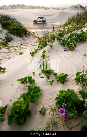 Le dune di sabbia su South Padre Island, Texas, Stati Uniti d'America Foto Stock