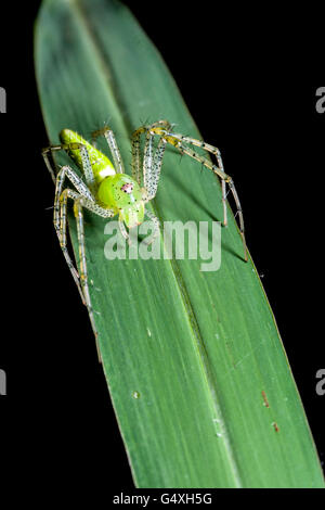 Green Lynx Spider (Peucetia viridans) - Camp Lula Sams, Brownsville, Texas, Stati Uniti d'America Foto Stock