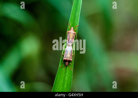 Il fetore Bug specie coniugata - Camp Lula Sams, Brownsville, Texas, Stati Uniti d'America Foto Stock