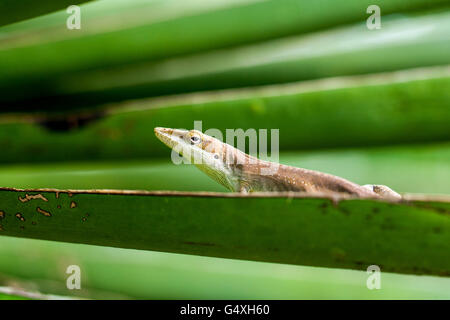 Carolina Anole (Anolis carolinensis) - Camp Lula Sams, Brownsville, Texas, Stati Uniti d'America Foto Stock