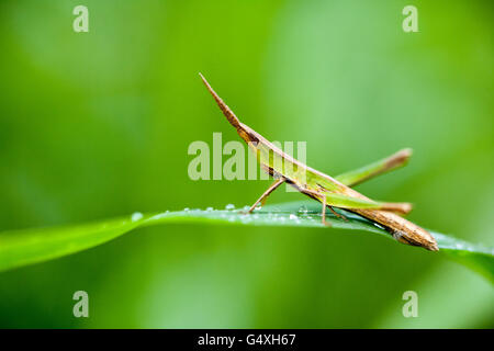 Inclinazione di fronte Grasshopper specie - Camp Lula Sams, Brownsville, Texas, Stati Uniti d'America Foto Stock