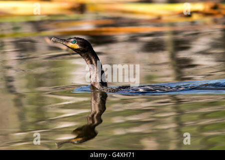 Doppio di cormorani crestato nuoto - Camp Lula Sams, Brownsville, Texas, Stati Uniti d'America Foto Stock